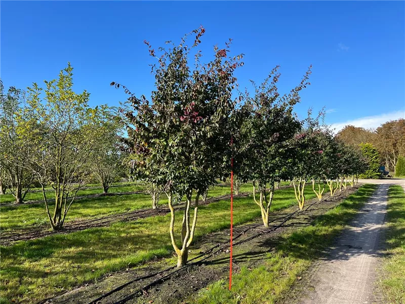 Parrotia persica 'Bella'