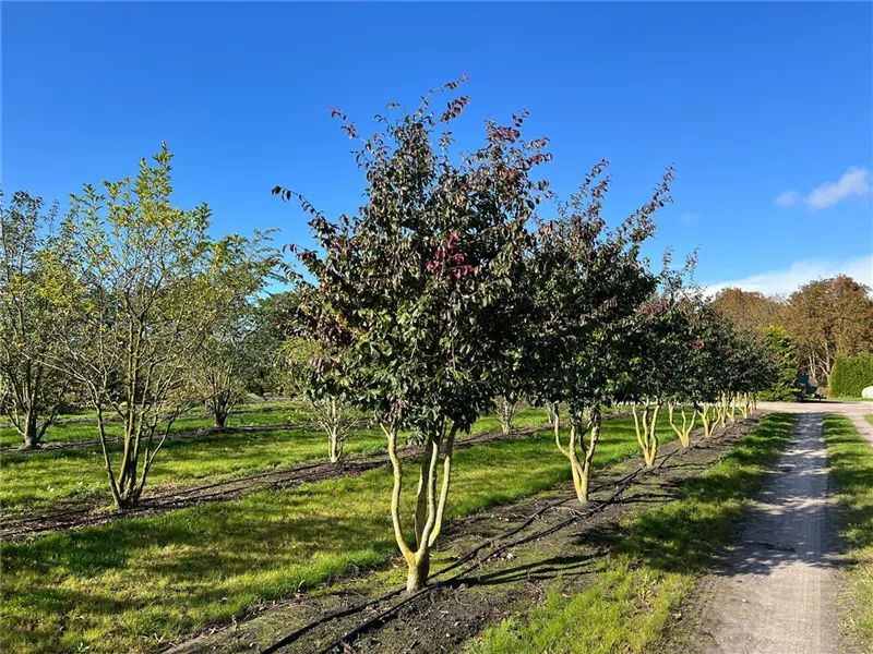 Parrotia persica 'Bella'