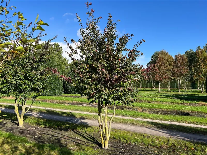 Parrotia persica 'Bella'