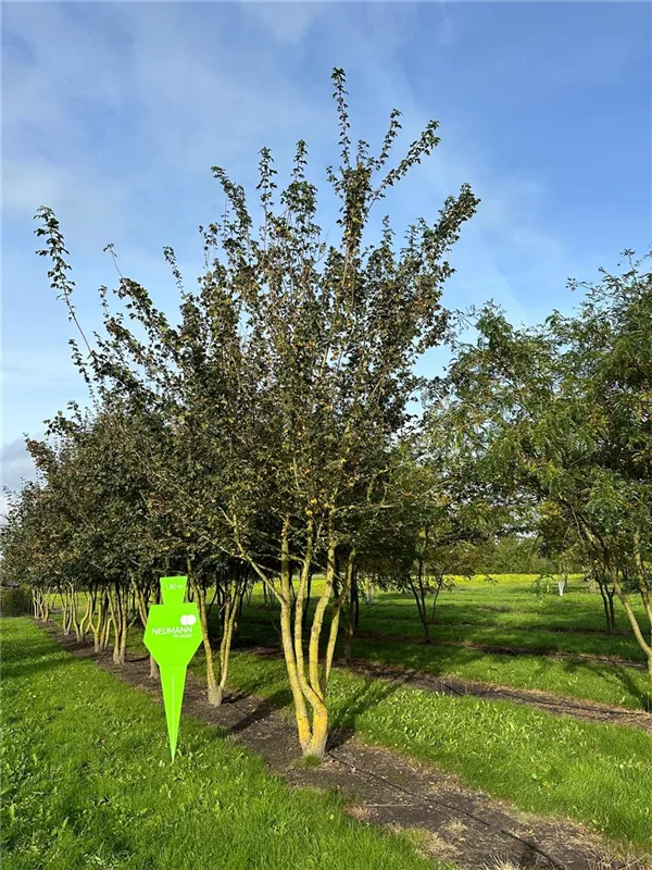 Acer campestre
