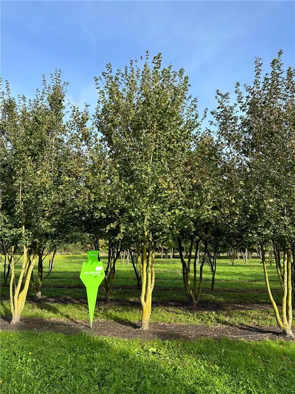 Acer campestre