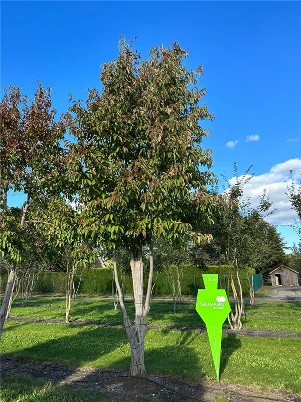 Nyssa sinensis