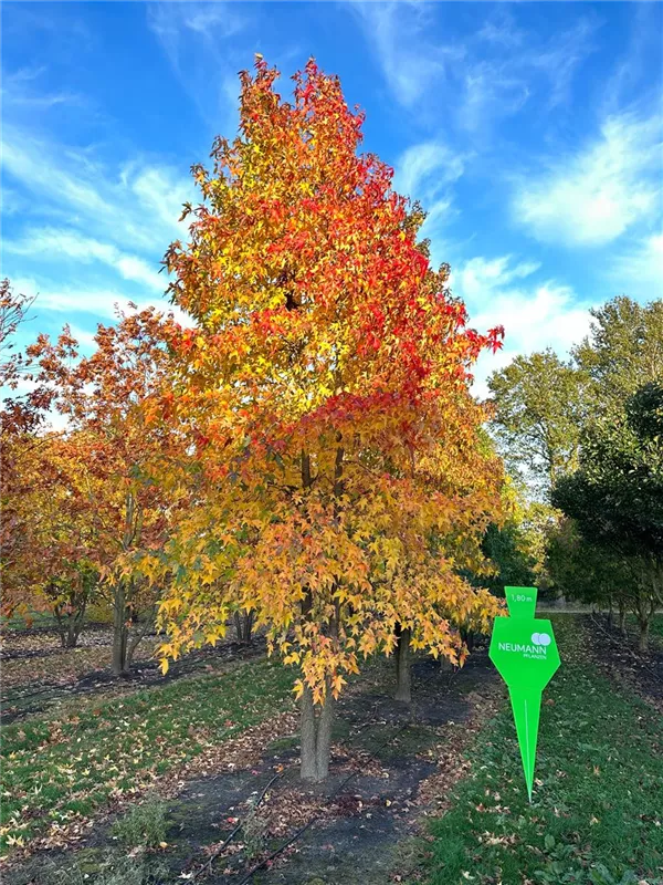 Liquidambar styraciflua