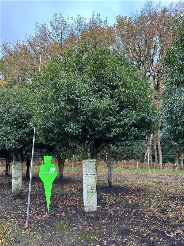 Prunus lusitanica 'Angustifolia'