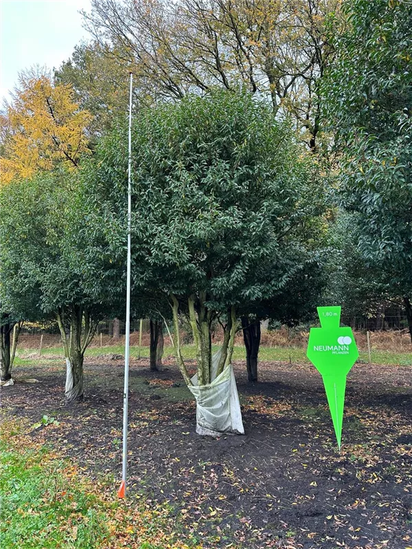 Prunus lusitanica 'Angustifolia'