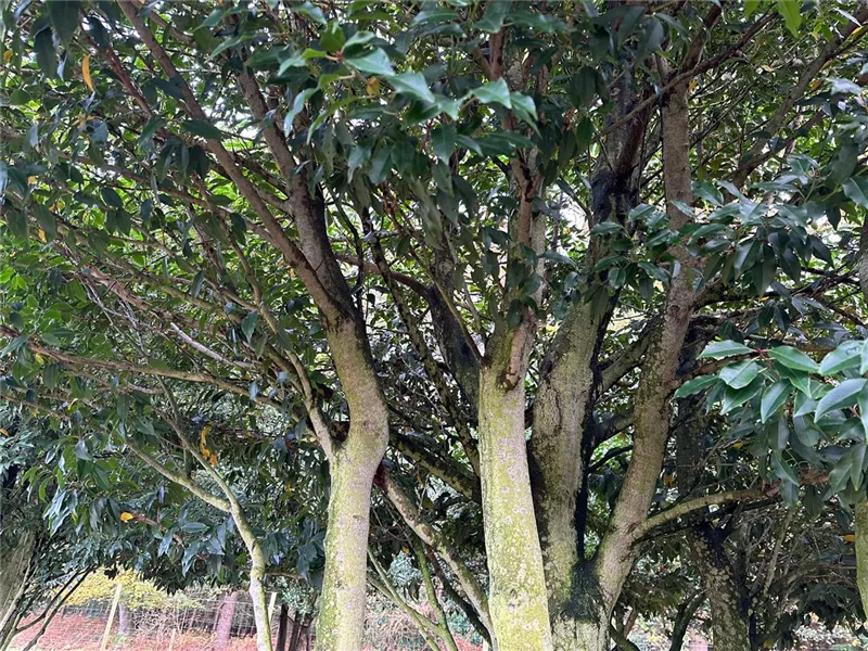 Prunus lusitanica 'Angustifolia'