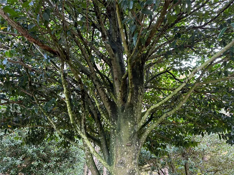Prunus lusitanica 'Angustifolia'
