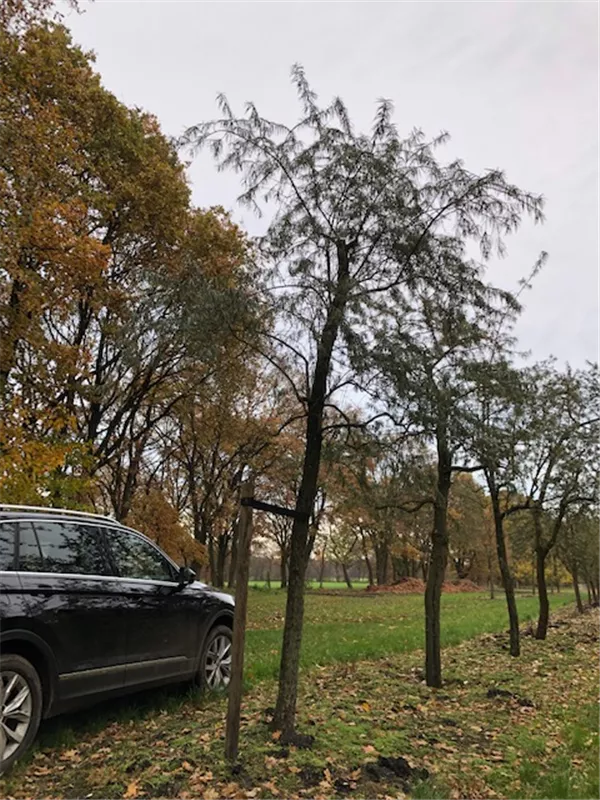 Hippophae rhamnoides