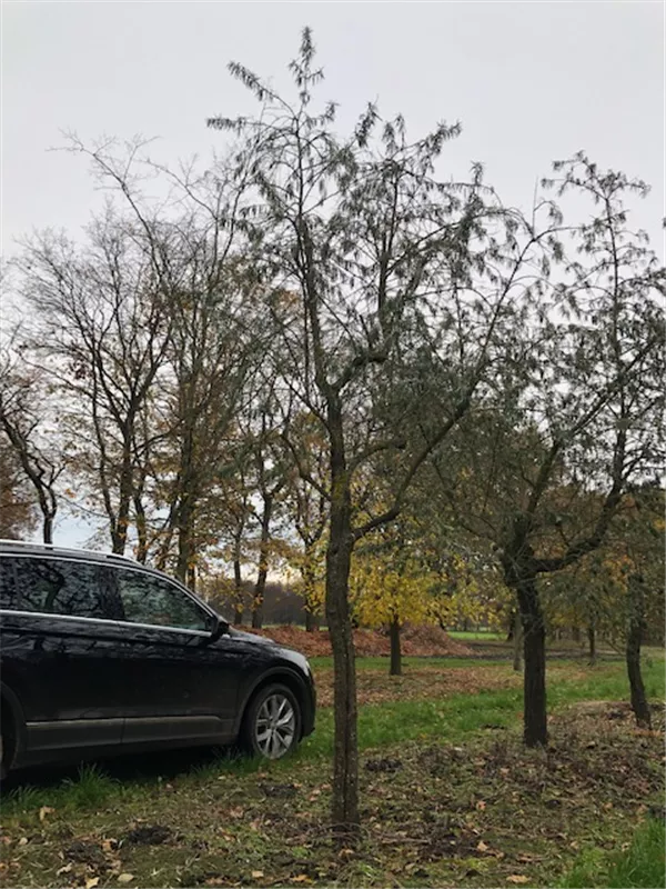 Hippophae rhamnoides