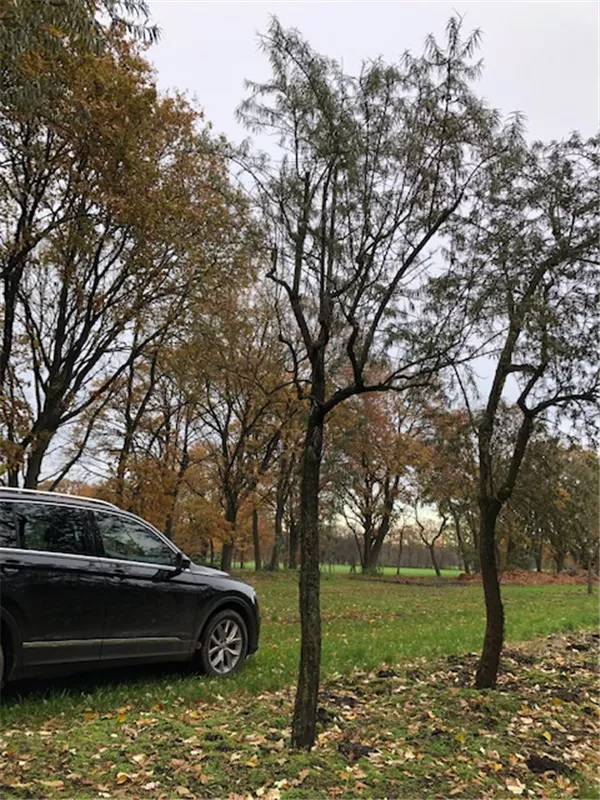 Hippophae rhamnoides