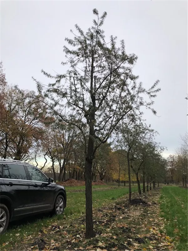 Hippophae rhamnoides