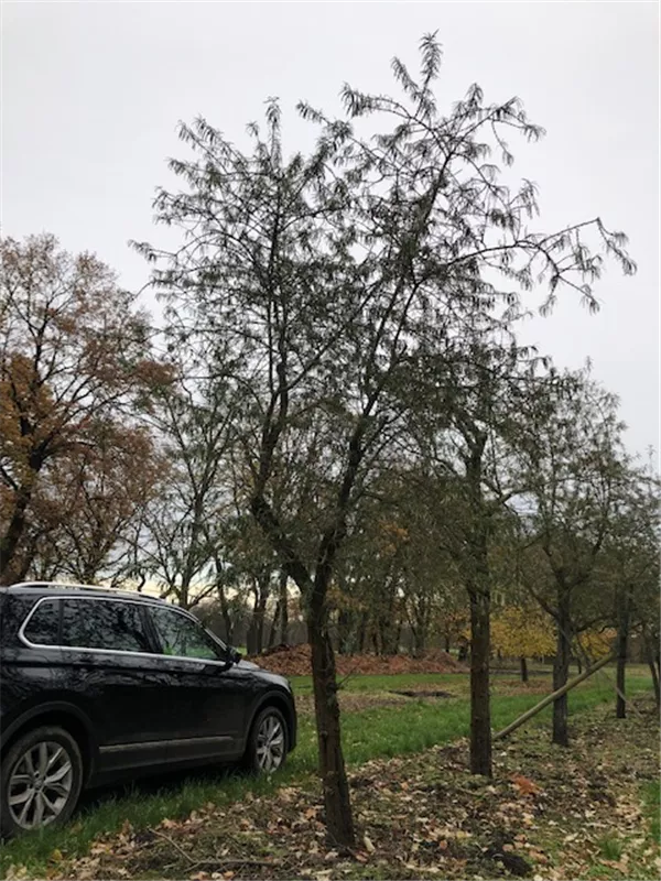 Hippophae rhamnoides