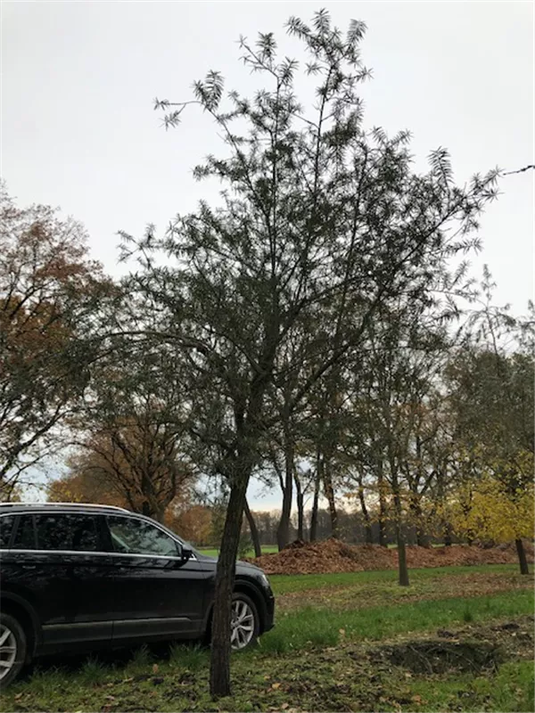 Hippophae rhamnoides