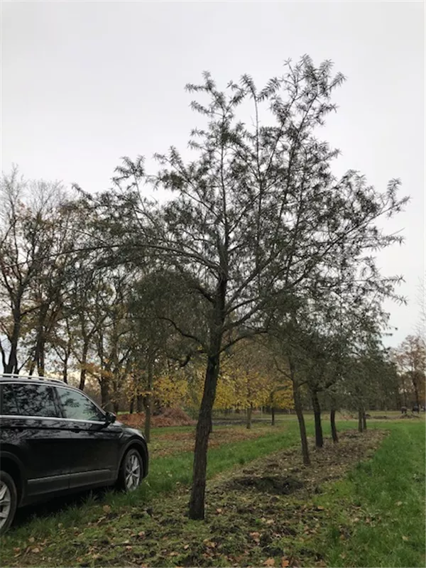 Hippophae rhamnoides