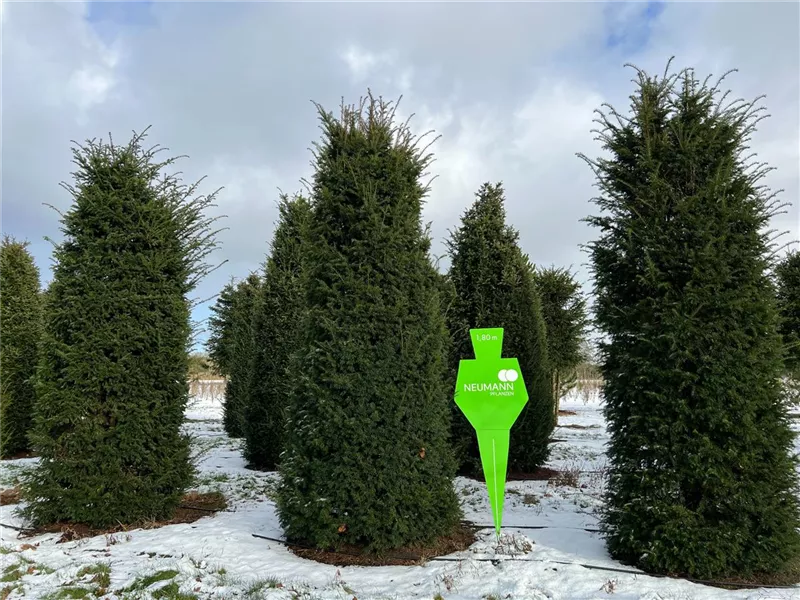 Taxus baccata 'Höpken's Gigant'