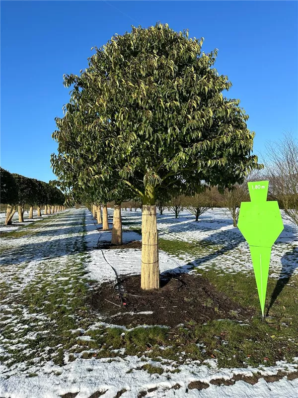 Prunus lusitanica