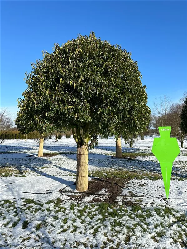 Prunus lusitanica