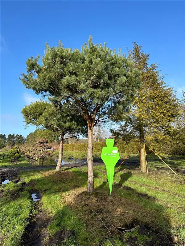 Pinus sylvestris