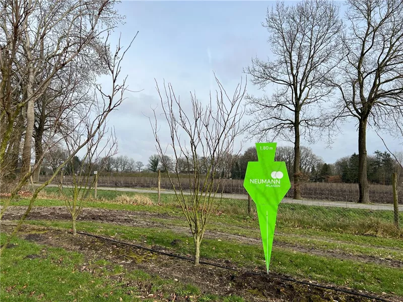 Gleditsia triacanthos 'Elegantissima'