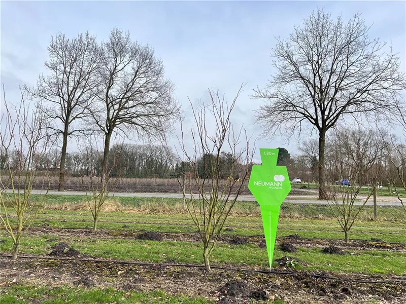 Gleditsia triacanthos 'Elegantissima'