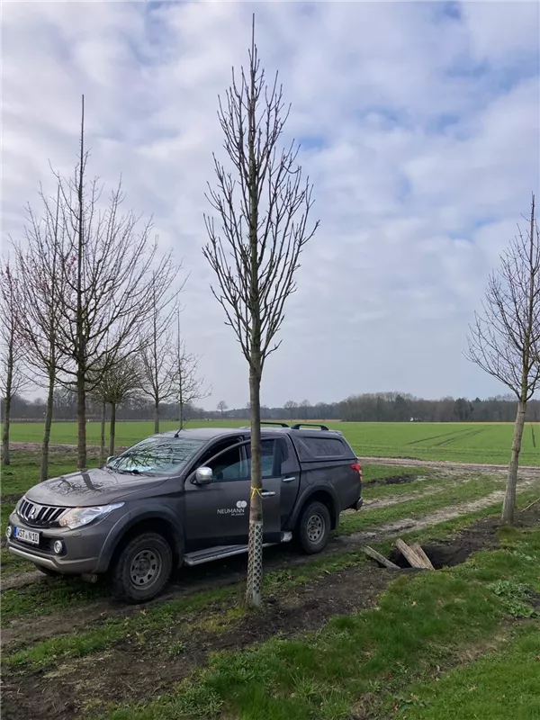 Sorbus aucuparia 'Fastigiata'