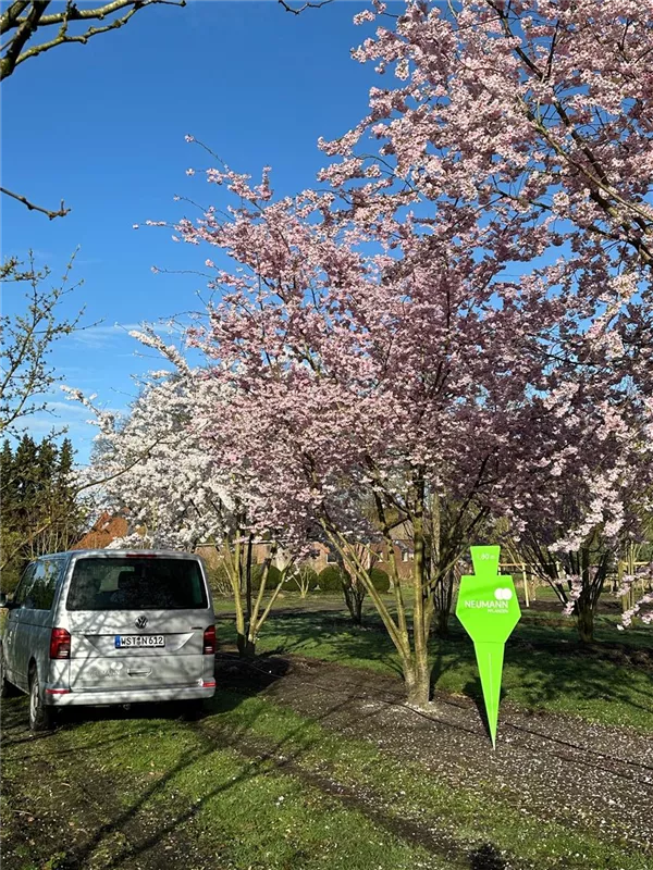 Prunus subhirtella 'Accolade'