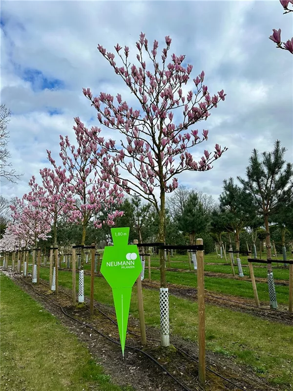 Magnolia 'Raspberry Ice'