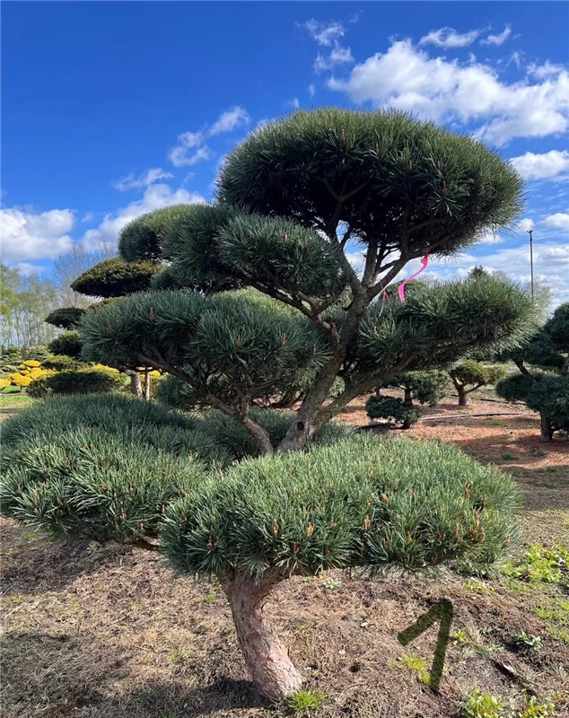 Pinus sylvestris 'Watereri'