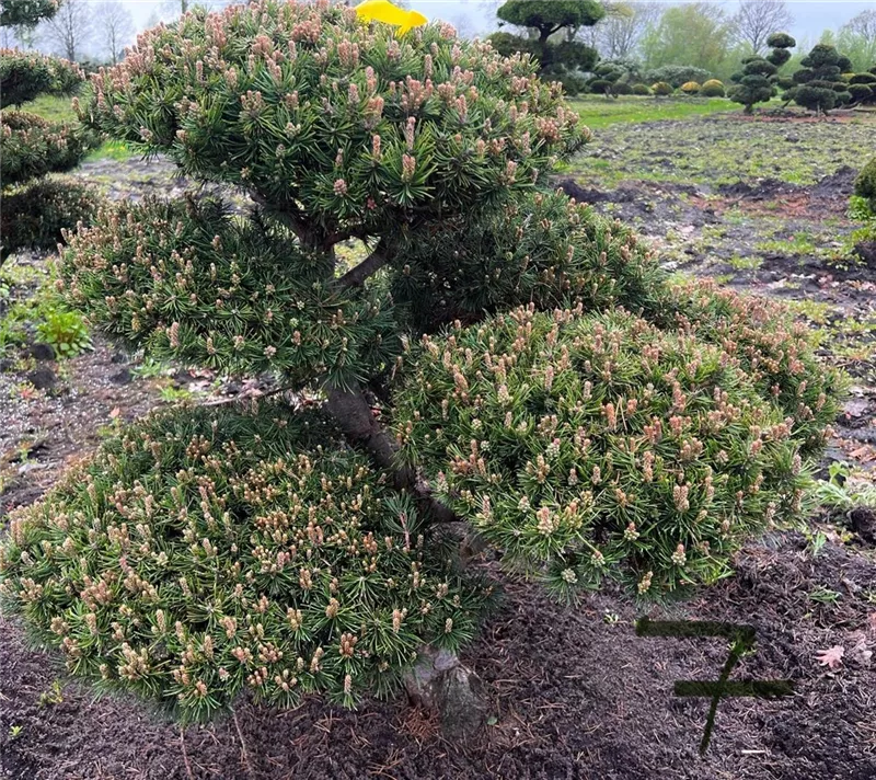 Pinus mugo 'Mops'