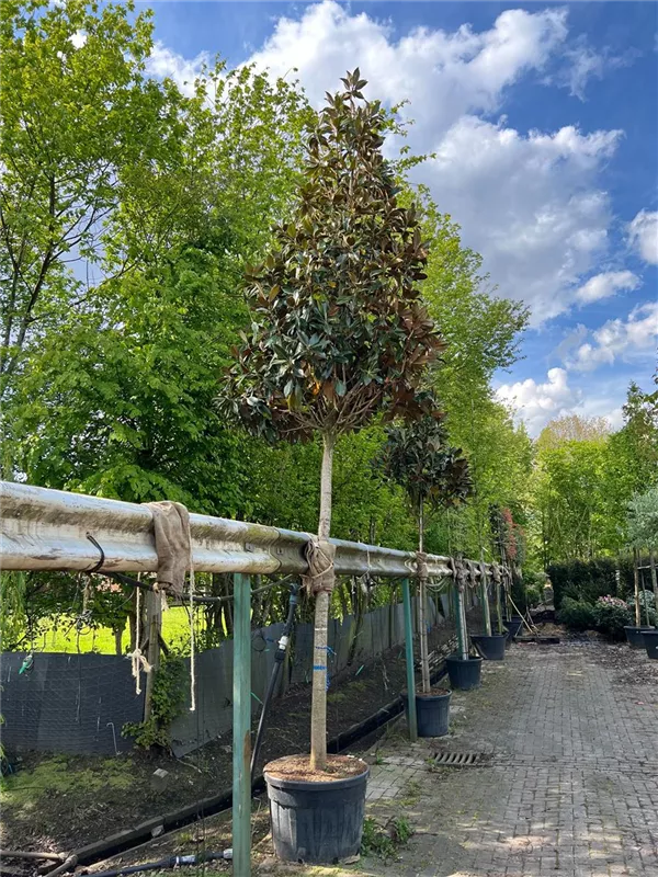 Magnolia grandiflora 'Galissonniere'