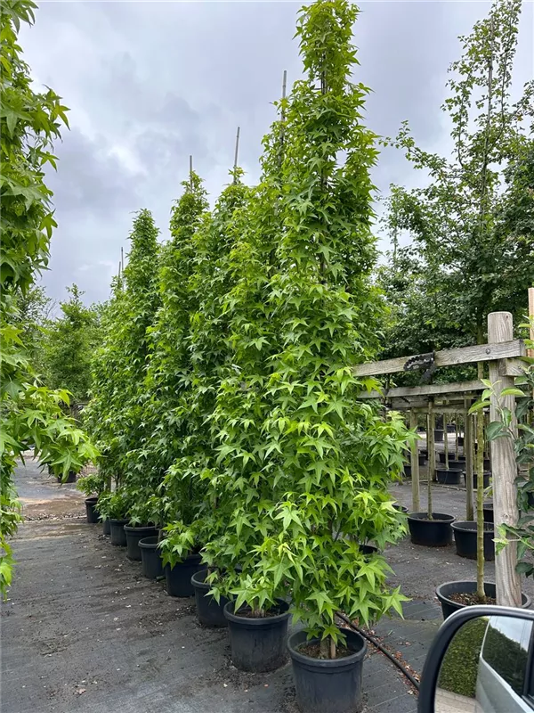 Liquidambar styracifl.'Slender Silhouette'