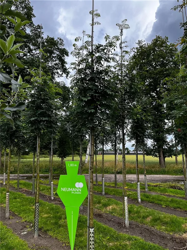 Sorbus aucuparia 'Sheerwater Seedling'