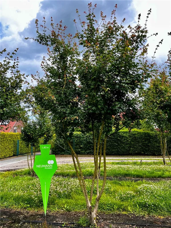 Acer campestre
