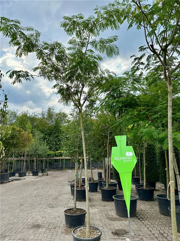 Albizia julibrissin 'Ombrella'