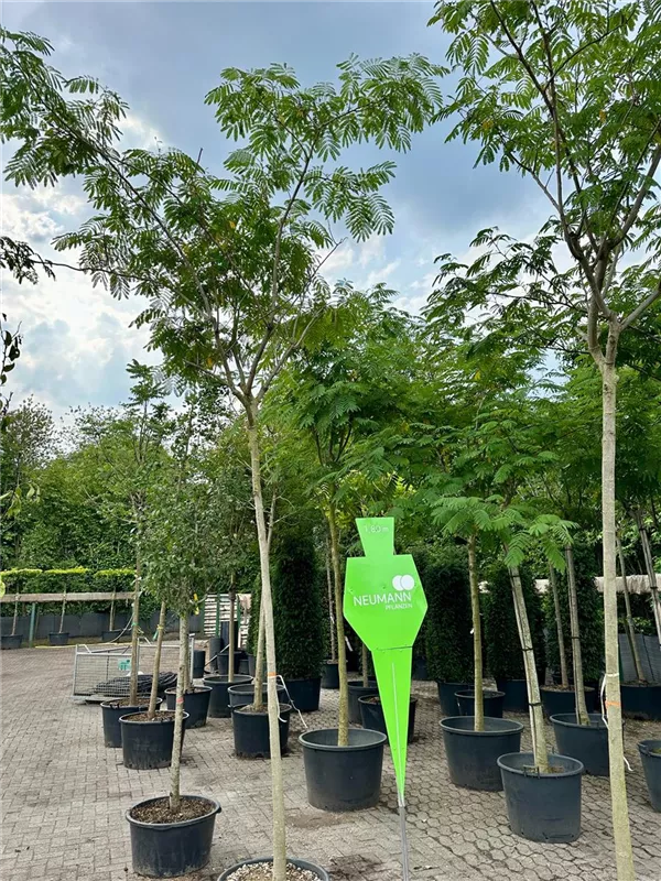 Albizia julibrissin 'Ombrella'