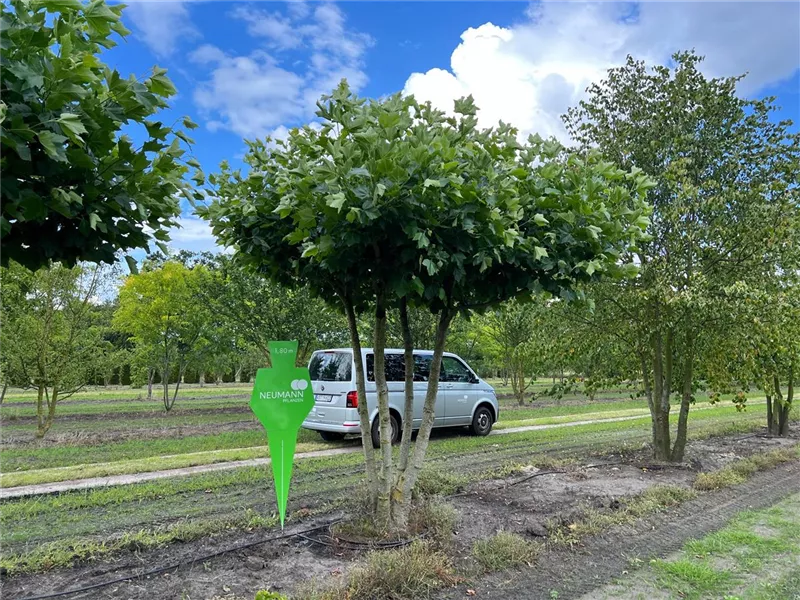 Platanus hispanica