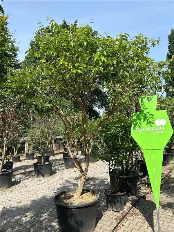 Heptacodium miconioides