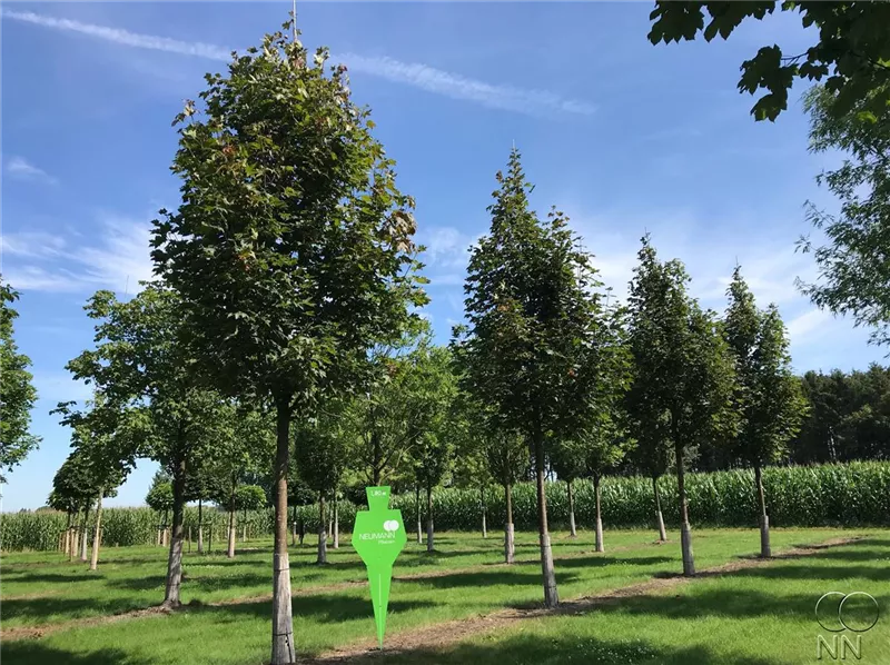 Acer rubrum 'Fairview Flame'