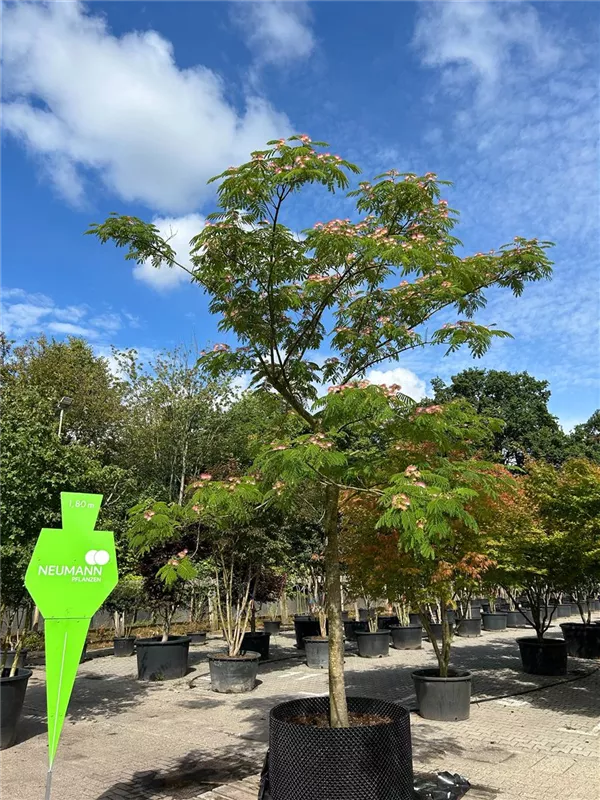Albizia julibrissin