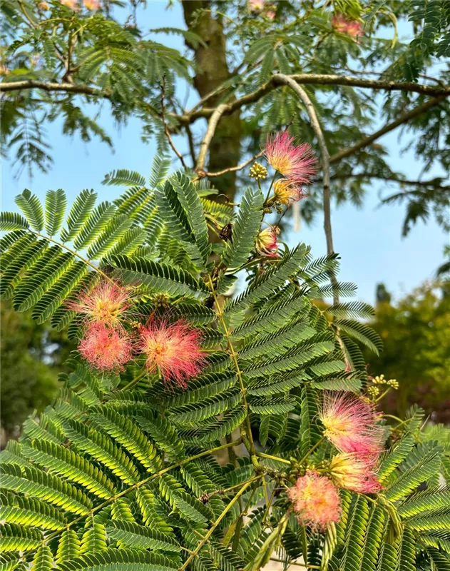 Albizia julibrissin