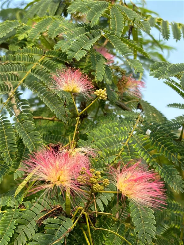 Albizia julibrissin