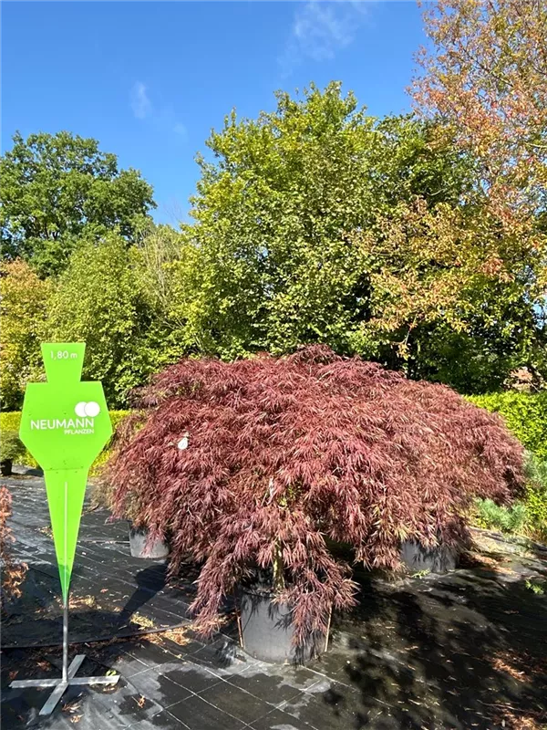 Acer palmatum 'Garnet'