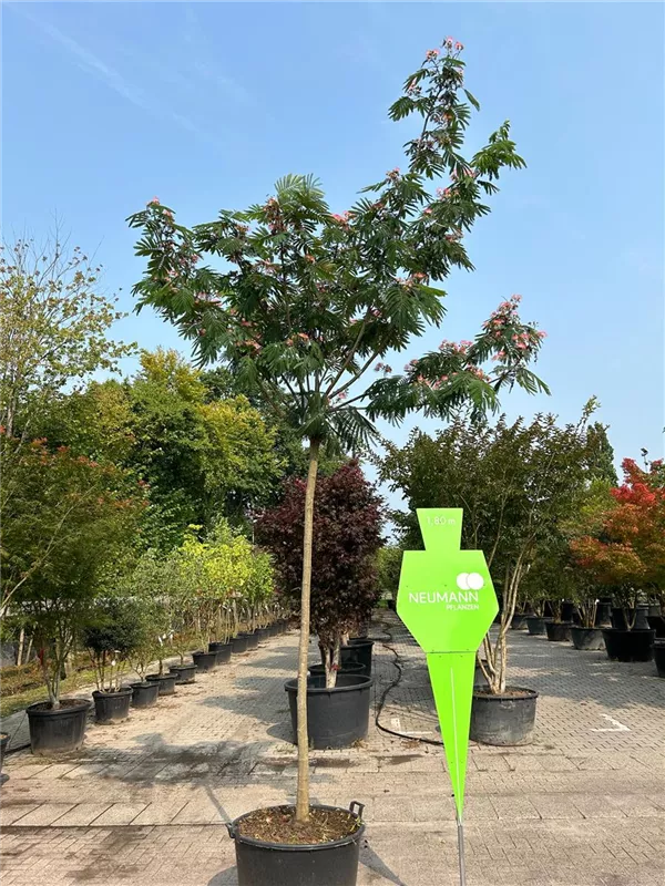 Albizia julibrissin 'Ombrella'