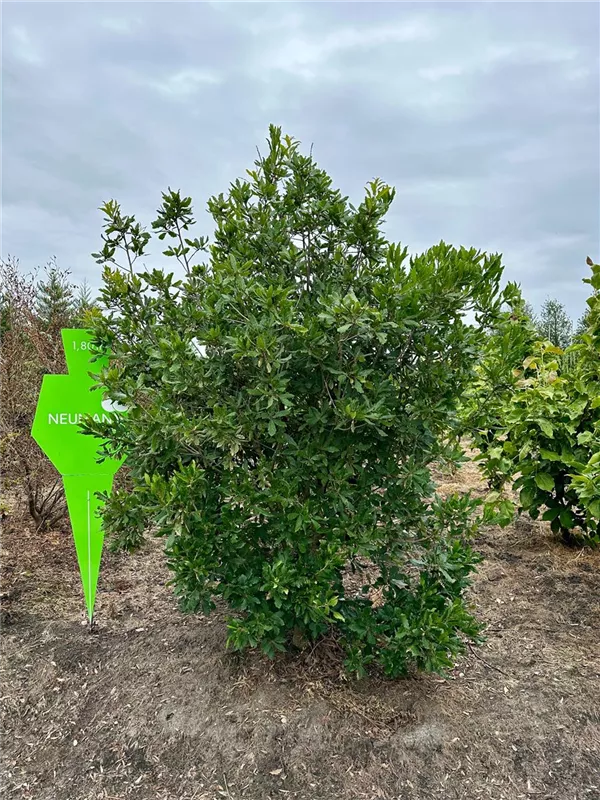 Quercus turneri 'Pseudoturneri'