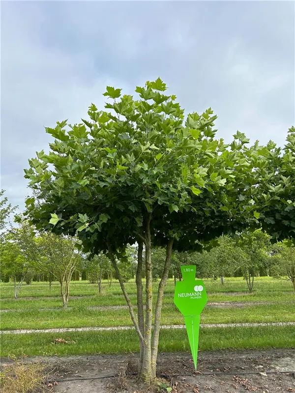 Platanus hispanica