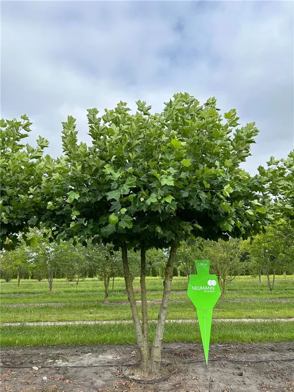 Platanus hispanica