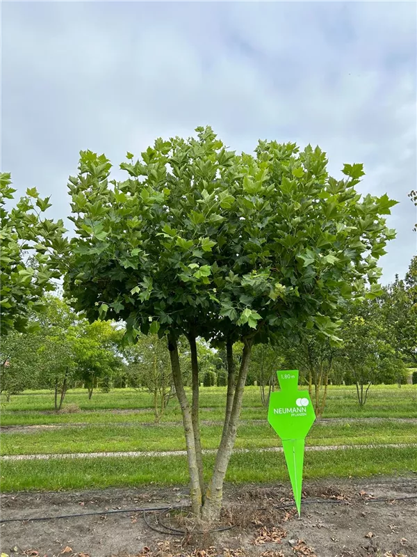 Platanus hispanica