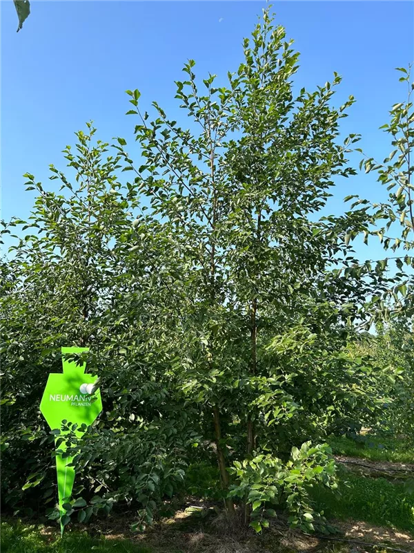 Alnus incana