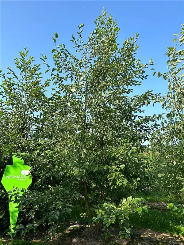 Alnus incana