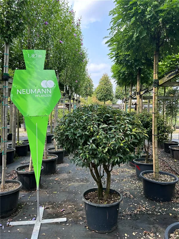 Prunus lusitanica 'Angustifolia'